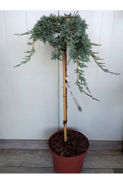 Ялівець горизонтальний Айс Блю на штамбі в горщику